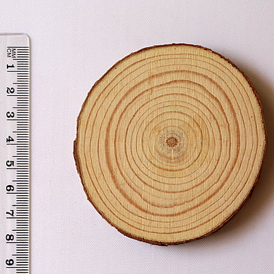 Wood Log Wood Log
