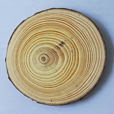Wood Log Wood Log